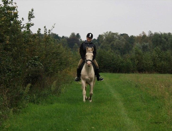 Palomino lucifer - på vej hjem fra ridebanen .. billede 20