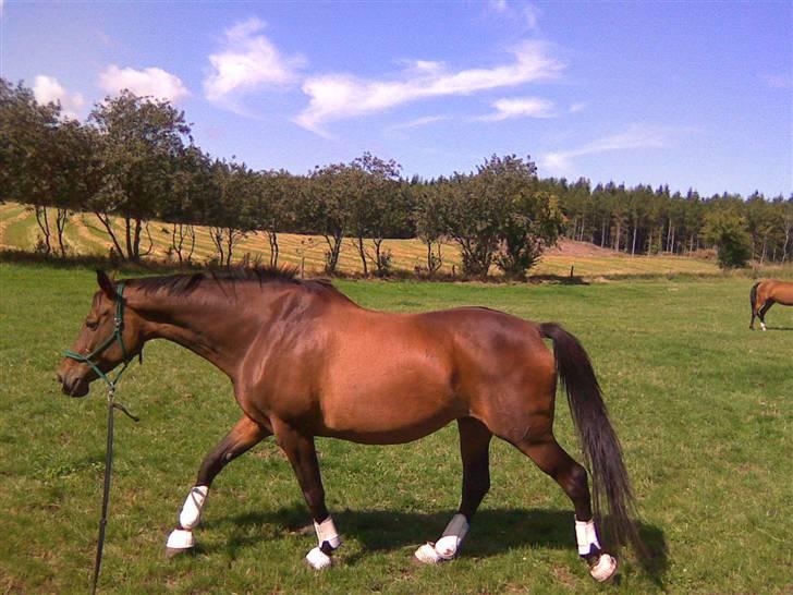 Dansk Varmblod lolitta skovgaard-solgt billede 4