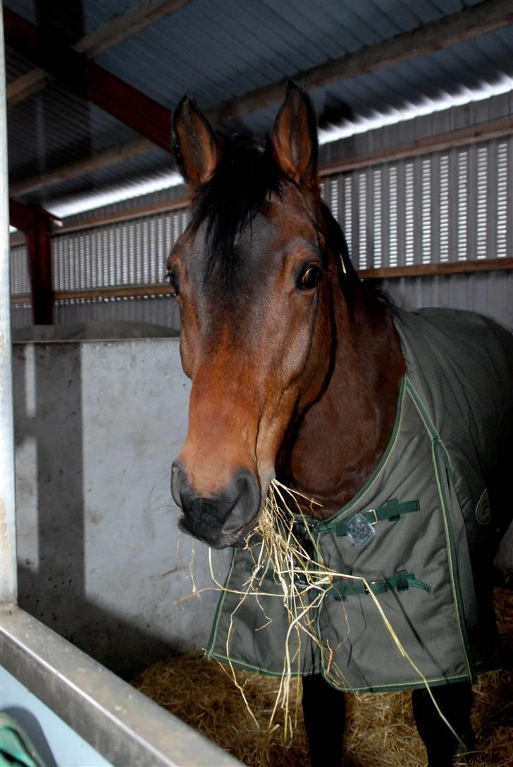 Dansk Varmblod Facit -  20. december 2009 billede 7