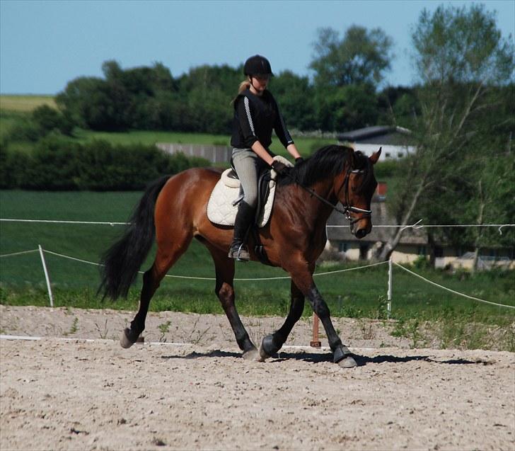 Dansk Varmblod Facit - 9) 15. juni 2010. Foto: Kamma - tak. billede 9