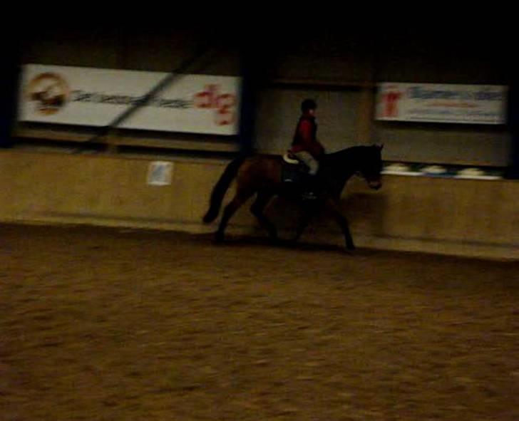 Dansk Varmblod Facit - 11) Første gang. Billedet er taget ud fra videoklip, fordi jeg ikke billeder. Ved kvaliteten er dårlig d:  billede 11