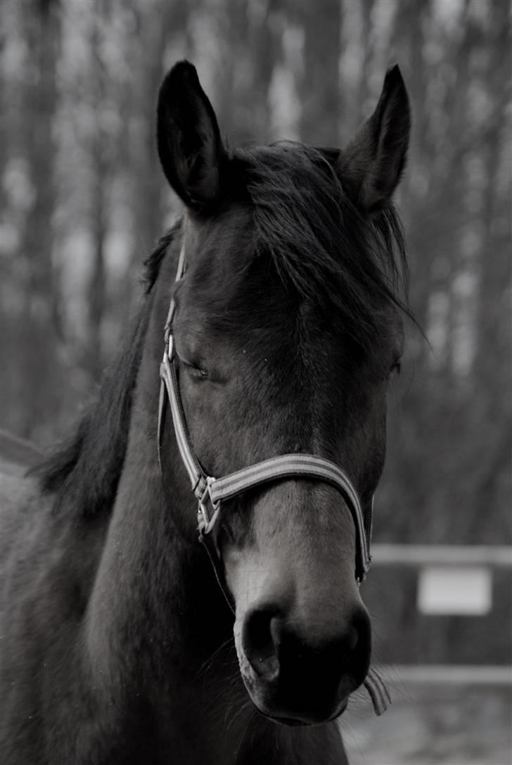 Dansk Varmblod Facit - 12) 2. april 2010 <3 billede 12