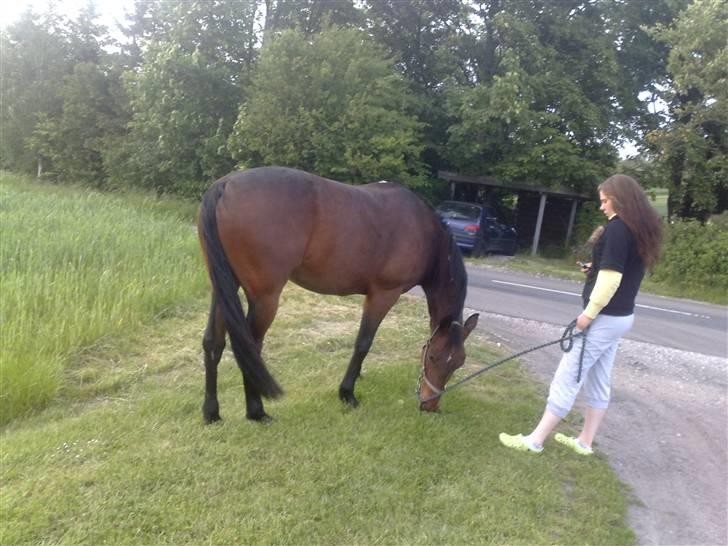 Traver Elvis Holmager billede 1