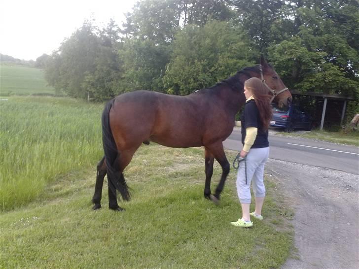 Traver Elvis Holmager billede 2