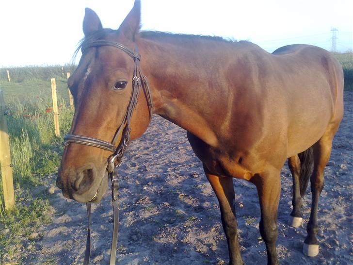 Traver Elvis Holmager billede 4
