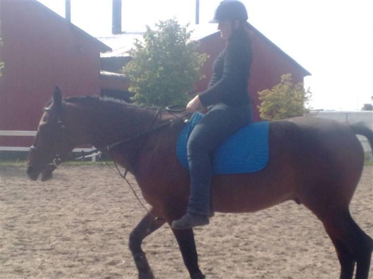 Traver Elvis Holmager billede 6