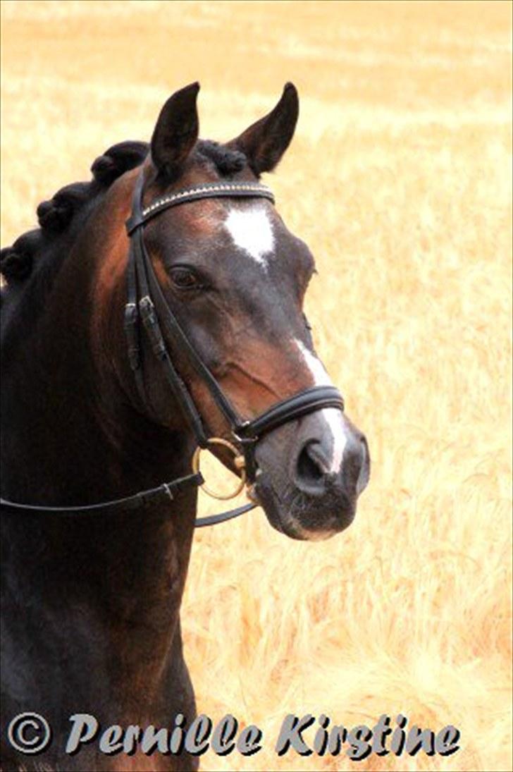 DSP Kosmo Ike - Lån - A-pony - smukke kosmo - foto pernille kirstine billede 2