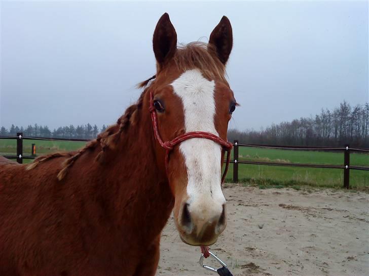 Anden særlig race Am zippolisious    - Miil lille skatte<3       P.s. flere billeder kommer senere.......:-) billede 5