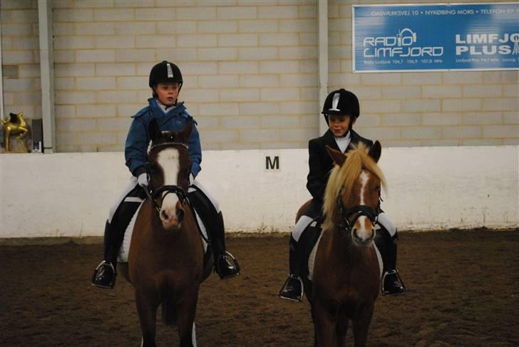 DSP Holmsgaards Cezanne  - Mig og min bedste veninde på MRR billede 17