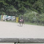 Anden særlig race Chinchika R.I.P (x-part) 