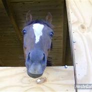 Welsh Pony af Cob-type (sec C) celton warlock