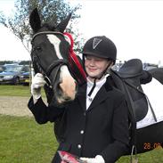 Welsh Pony (sec B) Pinoir