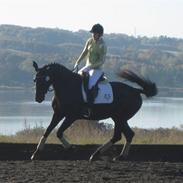 Trakehner Lefitia (solgt)