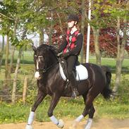 Welsh Pony (sec B) Pinoir