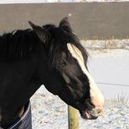 Welsh Pony (sec B) Pinoir