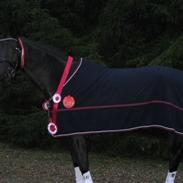 Trakehner Lefitia (solgt)