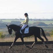 Trakehner Lefitia (solgt)