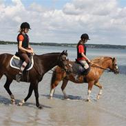 Anden særlig race Sunbeam