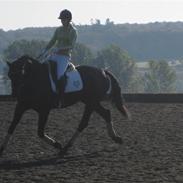 Trakehner Lefitia SOLGT