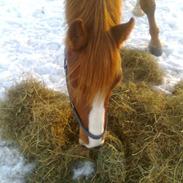 Anden særlig race Boy.