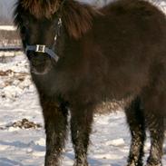 Shetlænder Gedsagergårds Twilight