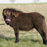 Shetlænder Gedsagergårds Twilight