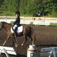 Anden særlig race lucas- gammel part