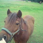 Shetlænder Mikki :*