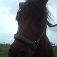 Shetlænder Mikki :*