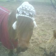 Shetlænder Mikki :*