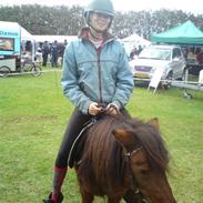 Shetlænder Mikki :*