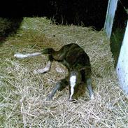 Dansk Varmblod Cassiopaya