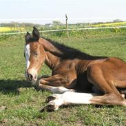 Dansk Varmblod Cassiopaya