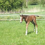 Dansk Varmblod Cassiopaya