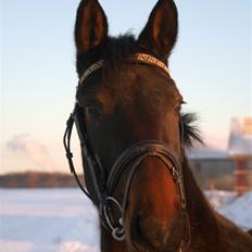 Dansk Varmblod Sunrice -     R.I.P.