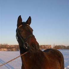 Dansk Varmblod Sunrice -     R.I.P.
