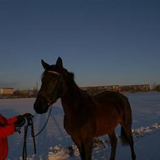 Dansk Varmblod Sunrice -     R.I.P.
