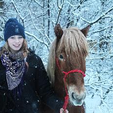 Islænder Sólfari fra Østerhøj - Tidl. hest