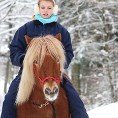 Islænder Sólfari fra Østerhøj - Tidl. hest