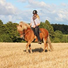 Islænder Sólfari fra Østerhøj - Tidl. hest