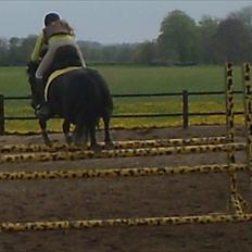 New Forest Fay H*Klubmester* Solgt