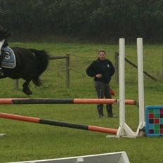 New Forest Fay H*Klubmester* Solgt