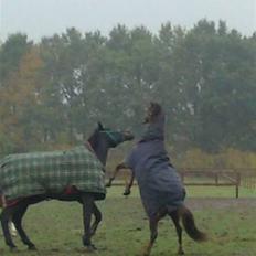 Welsh Pony af Cob-type (sec C) celton warlock