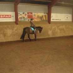 Tysk Sportspony Buligs Star B-pony 