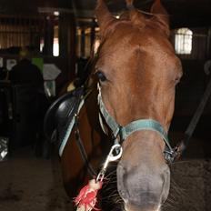 Anden særlig race Silas *B-pony* - SOLGT