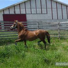 Anden særlig race Red Cappucino 