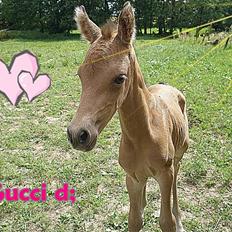 Anden særlig race Gucci