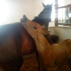 Anden særlig race Gucci