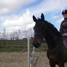 Holstener Lalido MS *SOLGT*