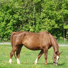 Svensk Varmblod Fröken shelli